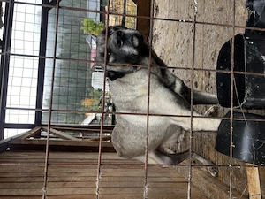 Vand femelă kangal în vârstă de 2 ani sau schimb cu diverse  - imagine 2