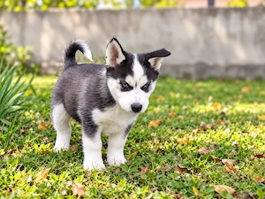 Flash, mascul Husky Siberian, 2 luni, Pitești, 1000 lei - imagine 5
