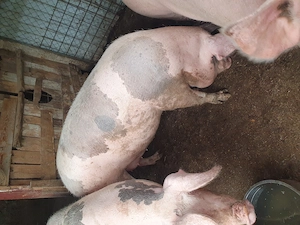 De vanzare purcea nu a fost montata niciodată!