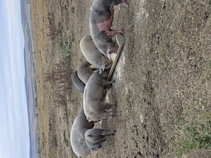 Porci de vânzare 