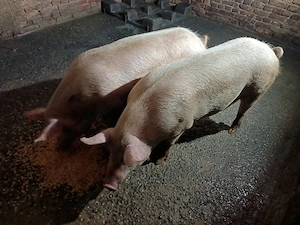 Porci de vânzare - imagine 2