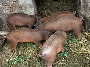 duroc 8 saptamani