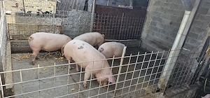 Porci de vanzare - imagine 5