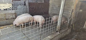 Porci de vanzare - imagine 4