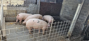 Porci de vanzare - imagine 3