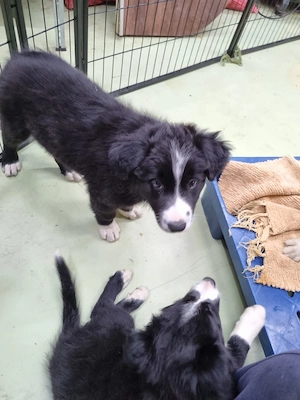 Mascul Border Collie cauta stapani iubitori - Ilfov - imagine 4
