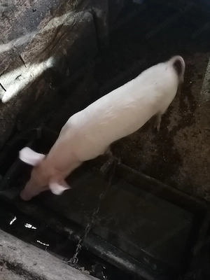 De vânzare o purcica 