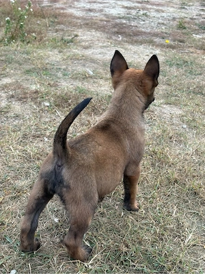 Belgian Malinois