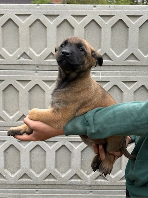 Belgian Malinois - imagine 3
