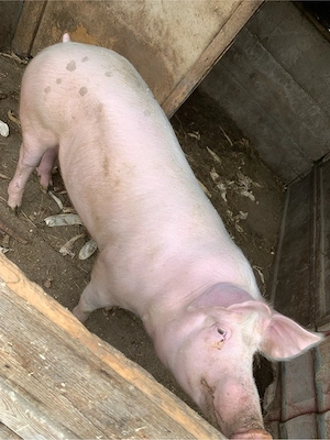 Porc vanzare - imagine 3