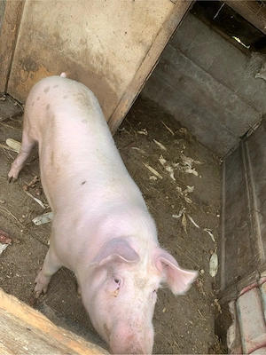 Porc vanzare - imagine 2