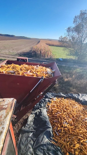 Vând Culegătoare porumb Sip 3500 - imagine 5