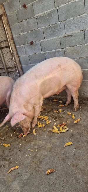 Porci de vanzare - imagine 2