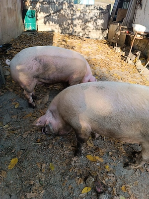 Vand porc de carne