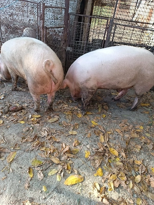 Vand porc de carne - imagine 4