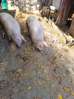 Vand porc de carne - imagine 3