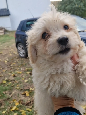 Bichon deparazitați  - imagine 8