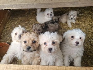 Bichon deparazitați 