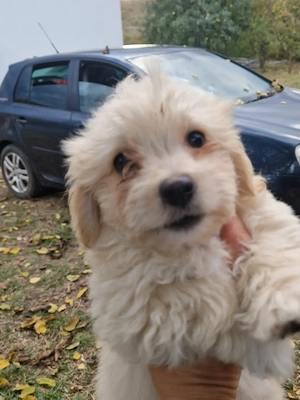 Bichon deparazitați  - imagine 7