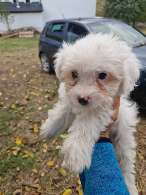 Bichon deparazitați  - imagine 3