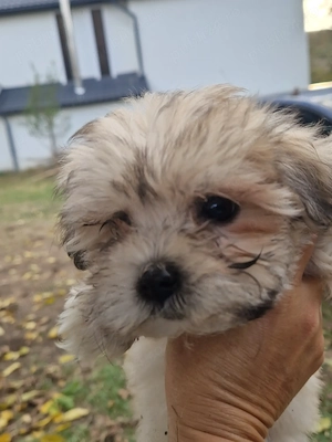 Bichon deparazitați  - imagine 5