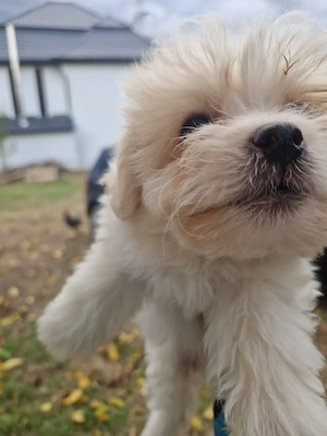 Bichon deparazitați  - imagine 9