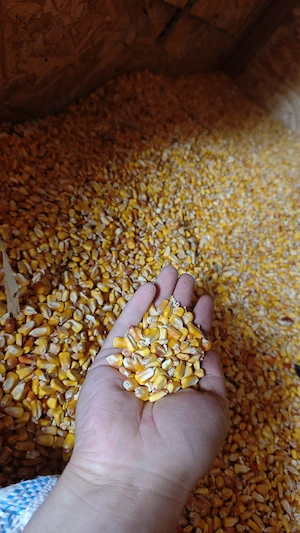 porumb de vanzare 1,3 lei kg
