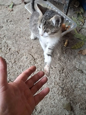 pisoi spre adoptie - imagine 4