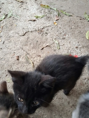 pisoi spre adoptie - imagine 2