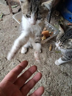 pisoi spre adoptie - imagine 3