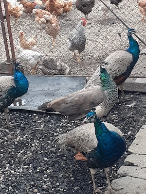 păuni  masculi 