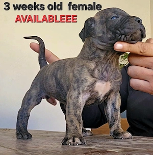 Presa Canario - catei de vanzare