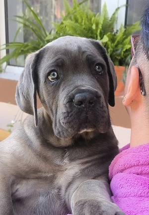 Căței Cane Corso  - imagine 4