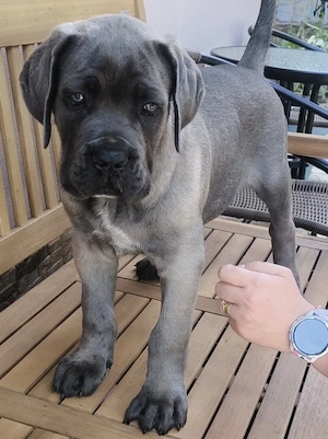Căței Cane Corso  - imagine 2