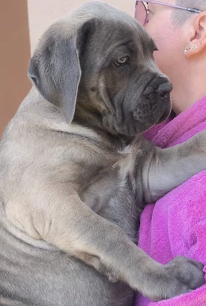 Căței Cane Corso  - imagine 5