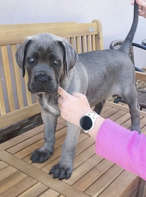 Căței Cane Corso  - imagine 3