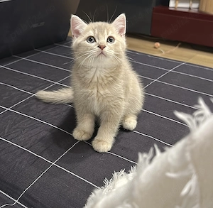 Motănel British Shorthair Lilac - imagine 2
