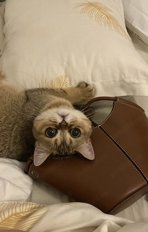 Motănel British Shorthair Lilac - imagine 5