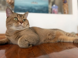 Motănel British Shorthair Lilac - imagine 4