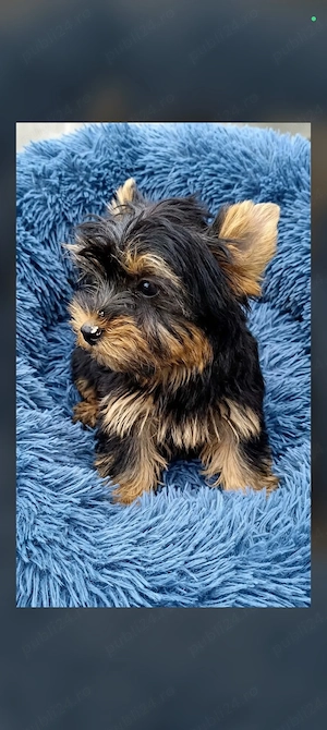 Yorkshire terrier  4 luni  - imagine 5