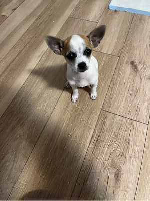 Pui Chihuahua de vânzare