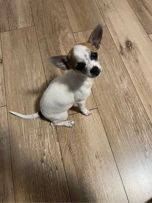 Pui Chihuahua de vânzare - imagine 2