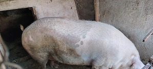 Porci de țară  - imagine 3