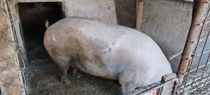 Porci de țară  - imagine 2