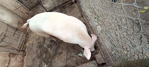 Porci de vânzare 