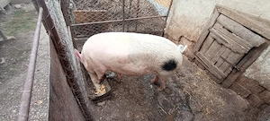 Porci de vânzare  - imagine 2