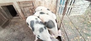Porci de vânzare  - imagine 4
