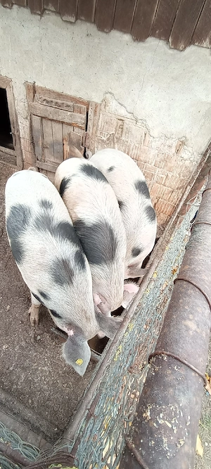 Porci de vânzare  - imagine 5