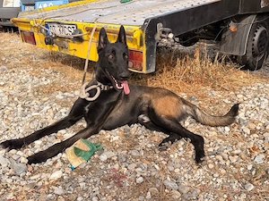 Ciobănesc Belgian Malinois