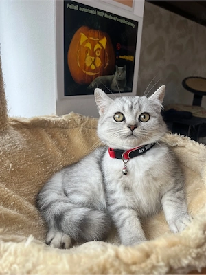 british shorthair tabby baietel - imagine 3